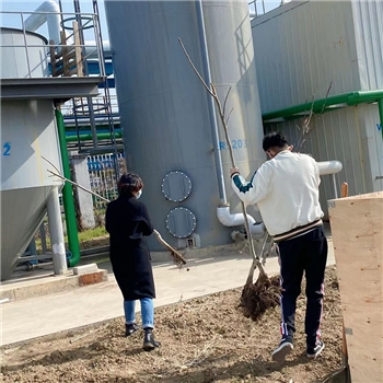 2022年3月植樹(shù)活動(dòng)