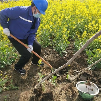 2022年3月植樹活動(dòng)