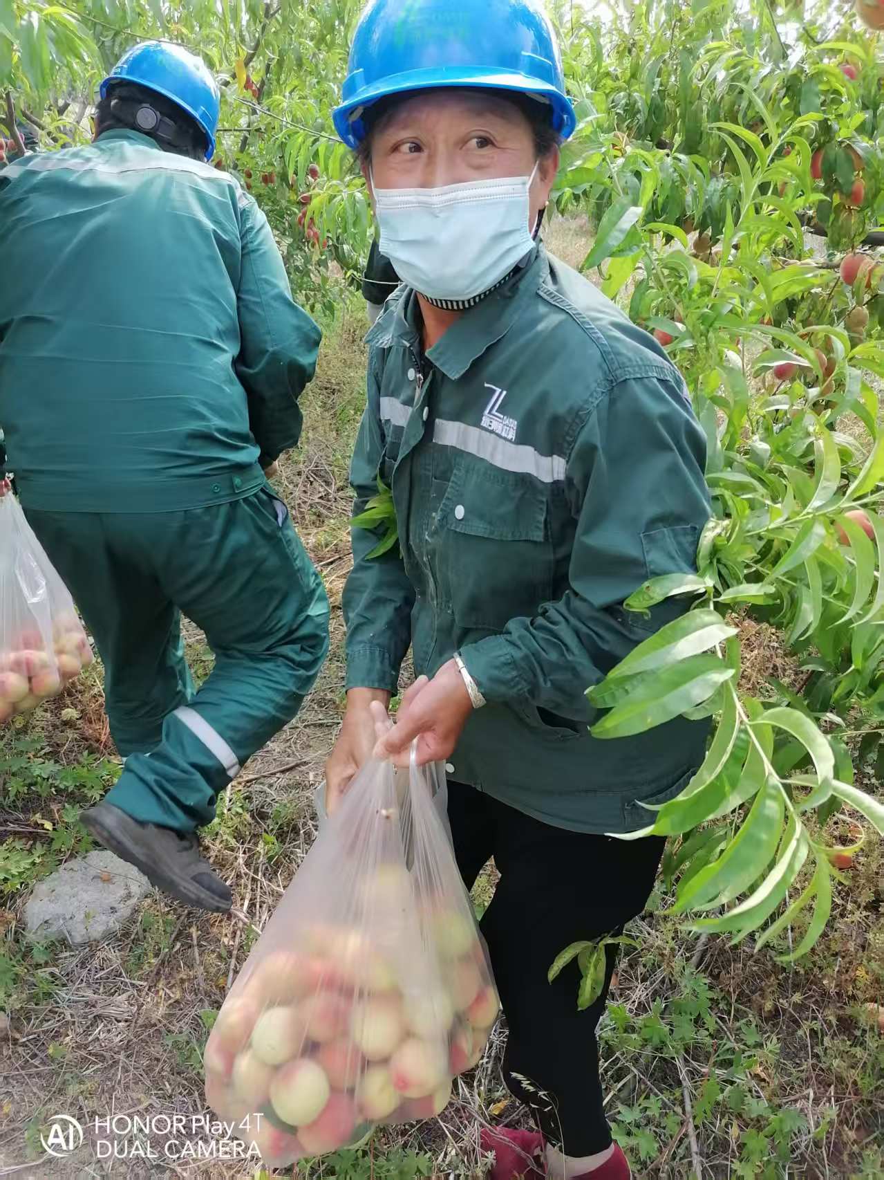 2025年6月綠洲桃園采摘活動(dòng)