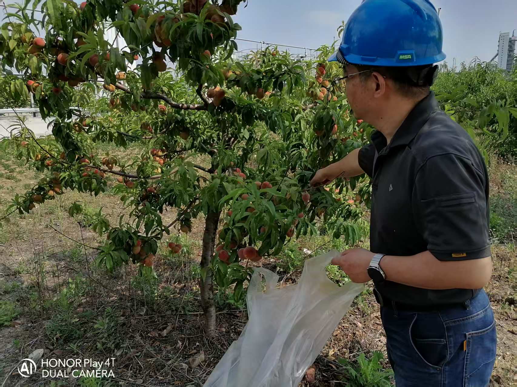 2025年6月綠洲桃園采摘活動(dòng)